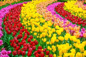 Fototapeta vrt pun tulipana