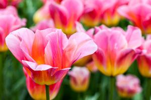 Samoljepljiva fototapeta livada ružičastih tulipana