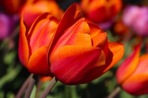 Fototapeta divni tulipani na livadi