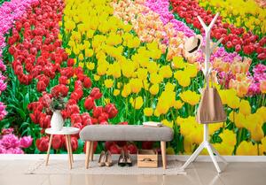 Fototapeta vrt pun tulipana