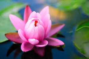 Fototapeta divni ružičasti cvijet na jezeru