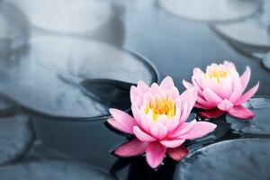 Fototapeta lotosov cvijet u jezeru