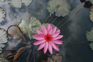 Fototapeta zadivljujući lotosov cvijet