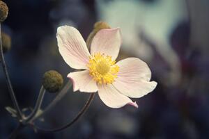 Fototapeta nježnost cvijeta