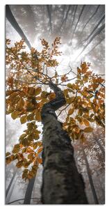 Zidni ukras Albero