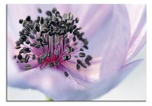 Zidni ukras Anemone