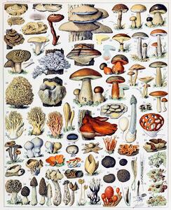 Reprodukcija Illustration of Mushrooms c.1923, Millot, Adolphe Philippe