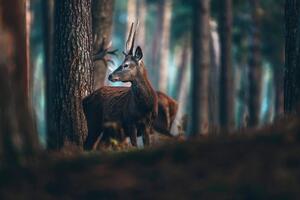 Fototapeta jelen u borovoj šumi