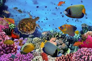 Samoljepljiva fototapeta podvodni svijet