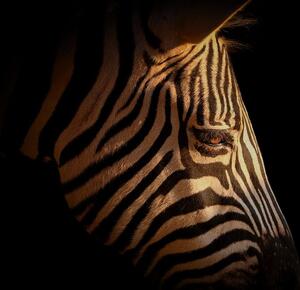 Fototapeta portret zebre