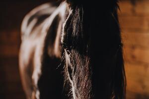Fototapeta majestetični konj