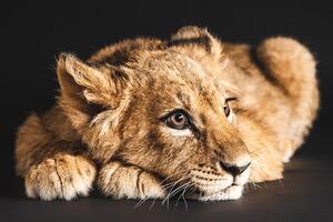 Fototapeta mladunče lava