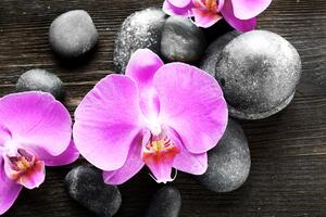 Fototapeta divna orhideja i kamenje