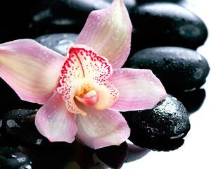 Fototapeta egzotična orhideja