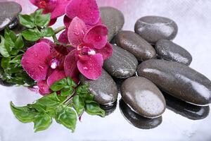 Fototapeta orhideja u cvatu i wellness kamenje