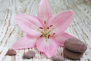 Fototapeta ružičasti ljiljan i Zen kamenje