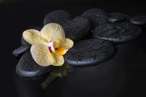 Fototapeta Zen kamenje sa žutom orhidejom