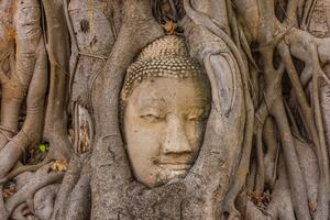 Fototapeta sveta smokva Buddhe