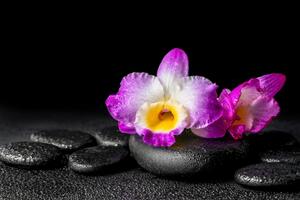 Fototapeta orhideja na Zen kamenju