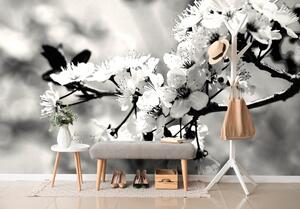 Fototapeta crno-bijeli cvijet trešnje