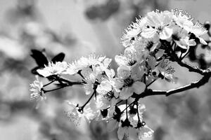 Fototapeta crno-bijeli cvijet trešnje
