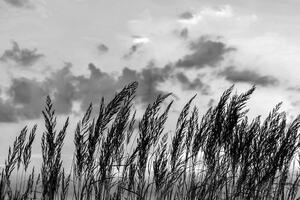Fototapeta trava u crno-bijelom dizajnu
