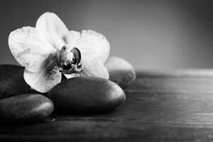 Fototapeta crno-bijela orhideja i kamenje