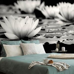 Fototapeta crno-bijeli lotosov cvijet