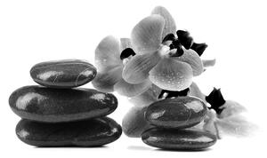 Fototapeta crno-bijelo kamenje i orhideja