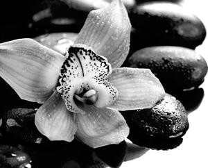 Fototapeta crno-bijela egzotična orhideja