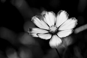 Fototapeta vrtni crno-bijeli cvijet uresnica
