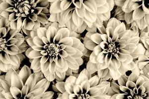 Samoljepljiva fototapeta cvijeće dalije u sepijastom tonu