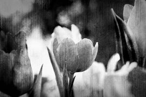 Tapeta crno-bijeli tulipani u retro stilu