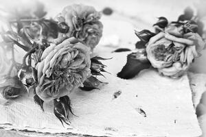 Fototapeta crno-bijele ruže u cvatu
