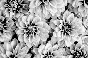 Fototapeta cvijeće dalije u crno-bijelom dizajnu