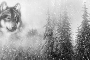Tapeta crno-bijeli vuk u snježnom krajoliku