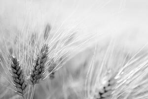 Fototapeta pšenično polje u crno-bijelom dizajnu