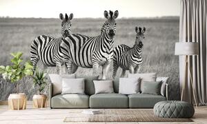 Fototapeta tri crno-bijele zebre u savani
