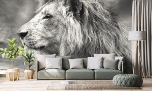 Samoljepljiva tapeta afrički lav u crno-bijelom dizajnu
