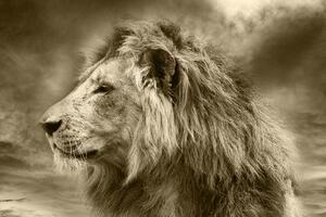 Tapeta afrički lav u sepijastom tonu