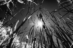 Fototapeta crno-bijela poljska trava
