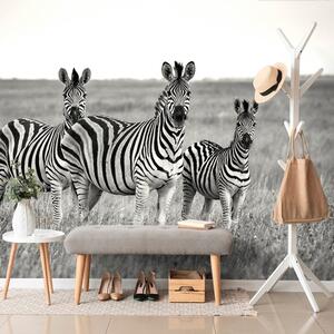Fototapeta tri crno-bijele zebre u savani