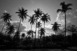 Tapeta kokosove palme na plaži u crno-bijelom dizajnu