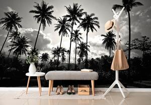 Tapeta kokosove palme na plaži u crno-bijelom dizajnu