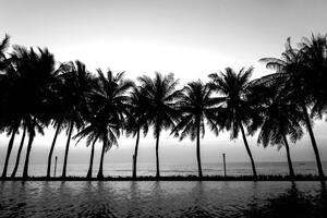 Tapeta zalazak sunca iznad palmi u crno-bijelom