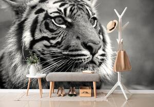 Fototapeta bengalski crno-bijeli tigar