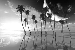 Tapeta crno-bijele tropske palme