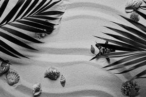 Fototapeta crno-bijele školjke ispod palminih listova
