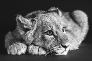 Fototapeta mladunče lava u crno-bijelom