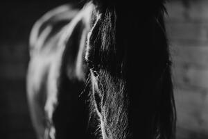 Fototapeta majestetični crno-bijeli konj